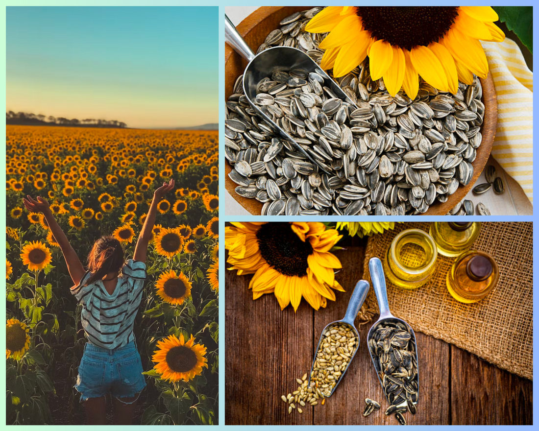 Sunflower Seed Oil for Skin: Exploring the Benefits of This Clean Beauty Ingredient